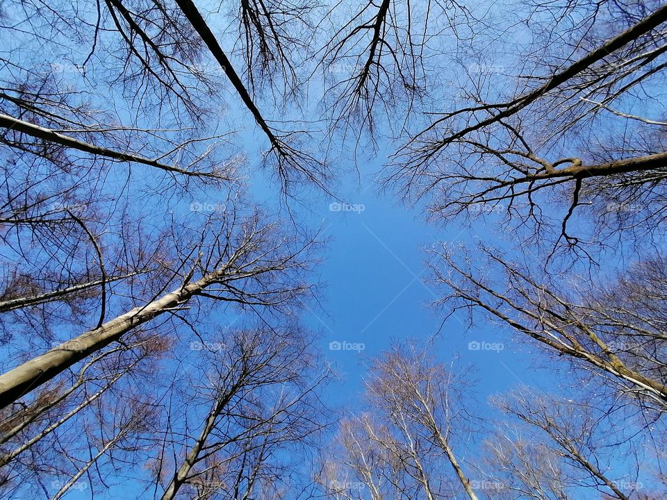 Trees in the air and blue sky