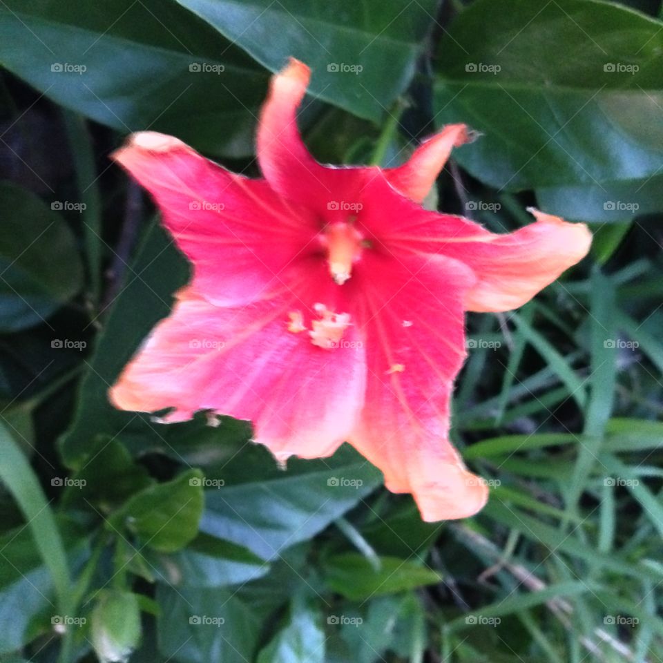 Red Flower

Published by:
HappyBrownMonkey 