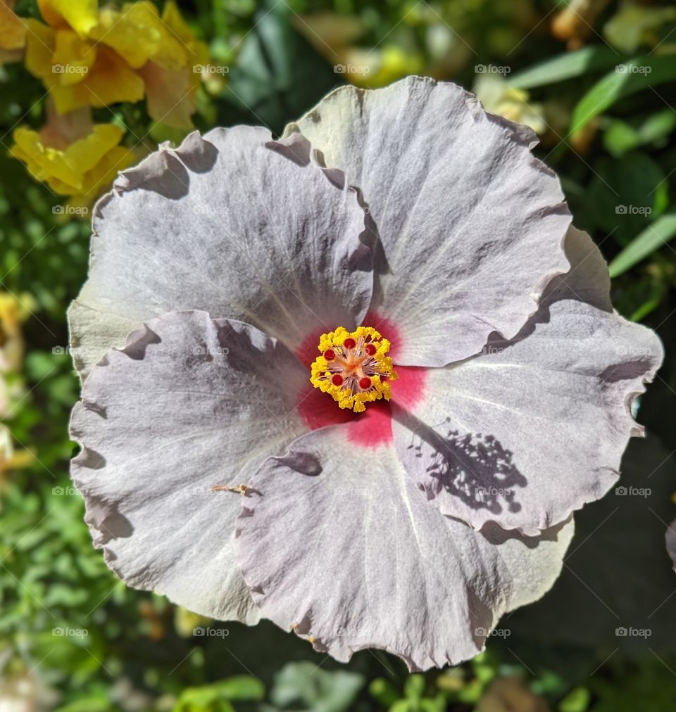 Close up of a light purple flower with curling edges. Grass and yellow flowers in the background