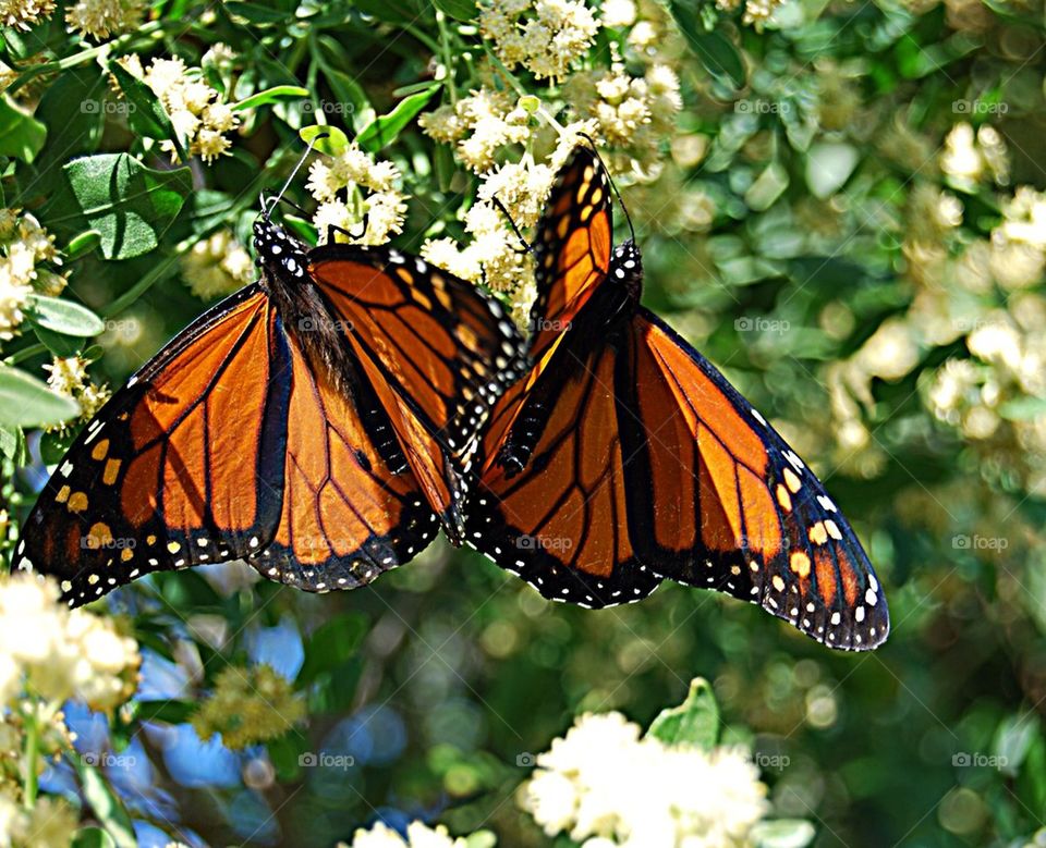 Two Monarch Butterflies