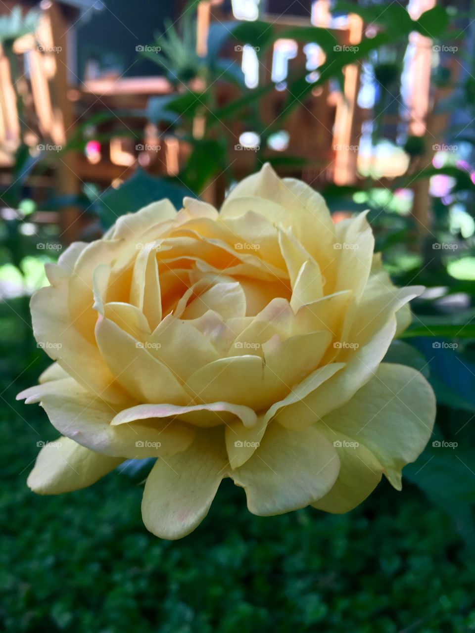 Cottage rose 
