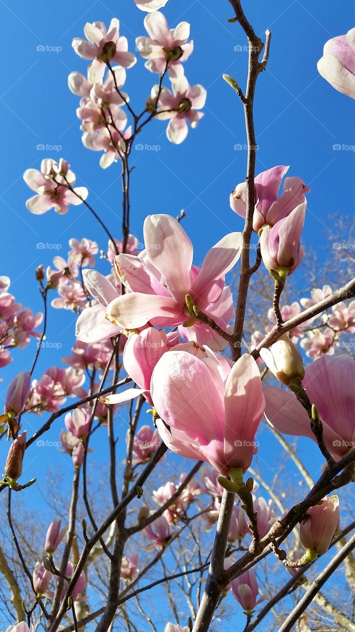 magnolia flowers