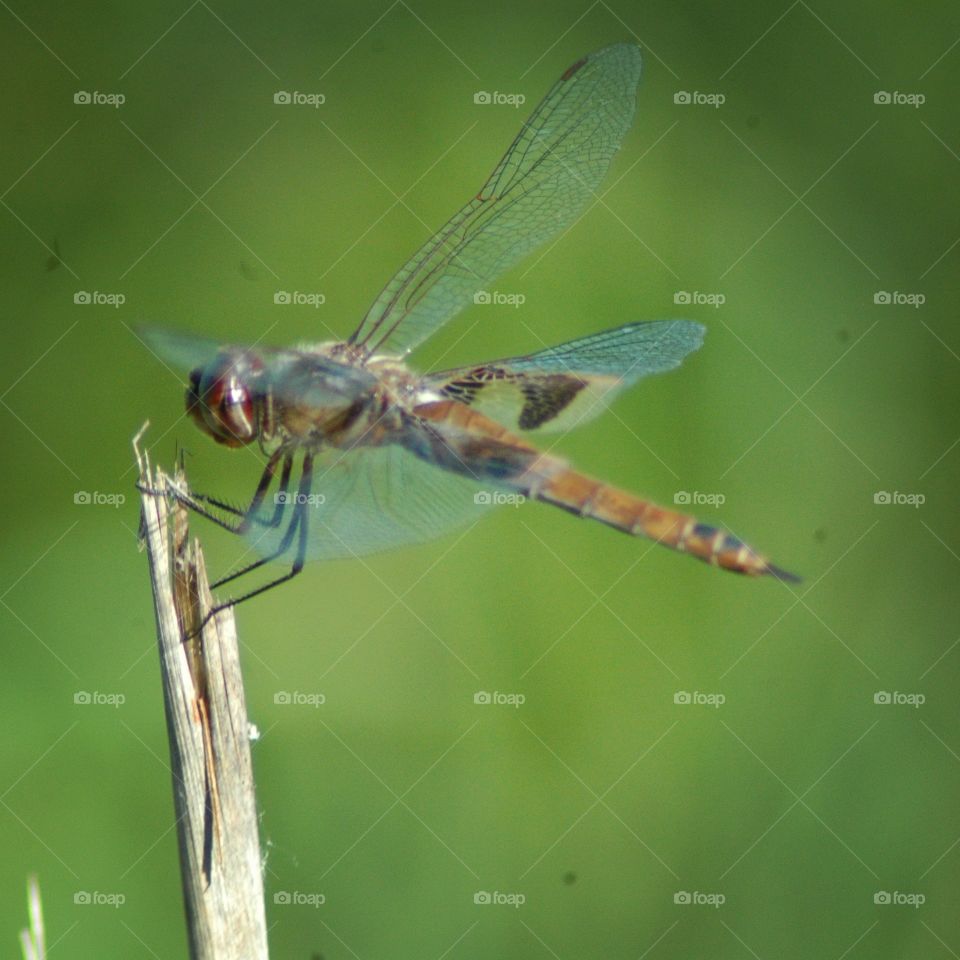 dragonfly