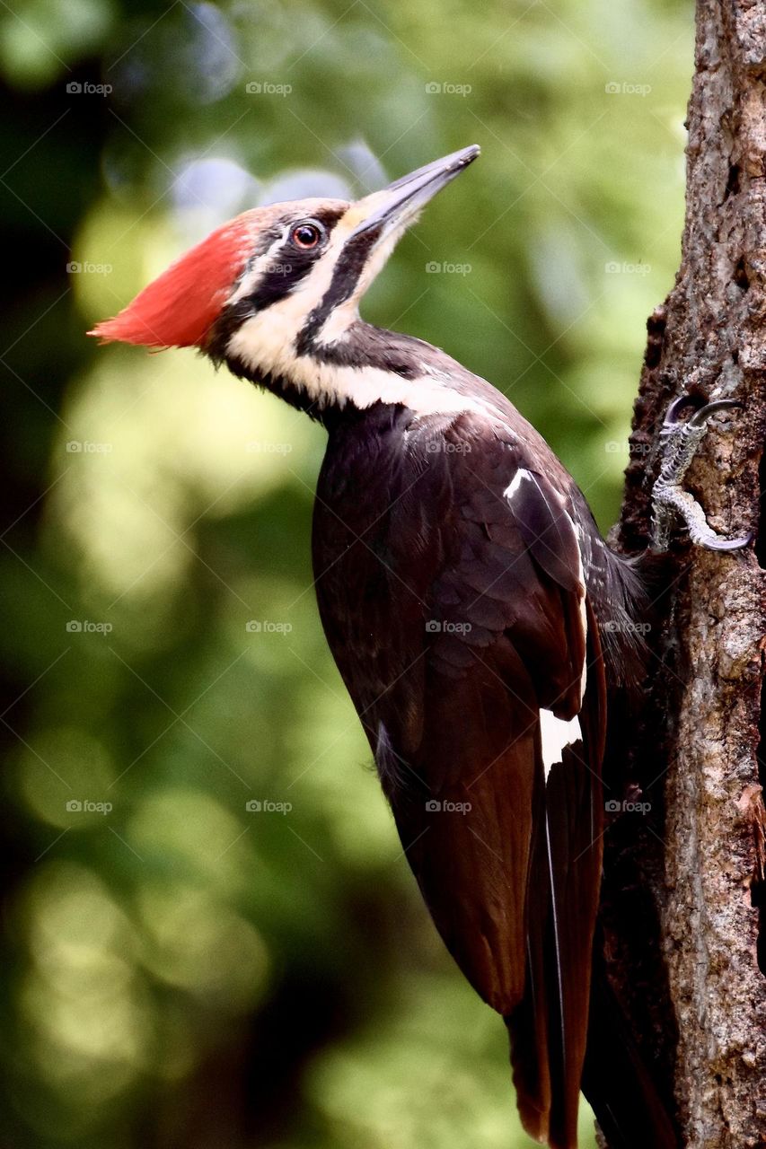 Pileated woodpecker 