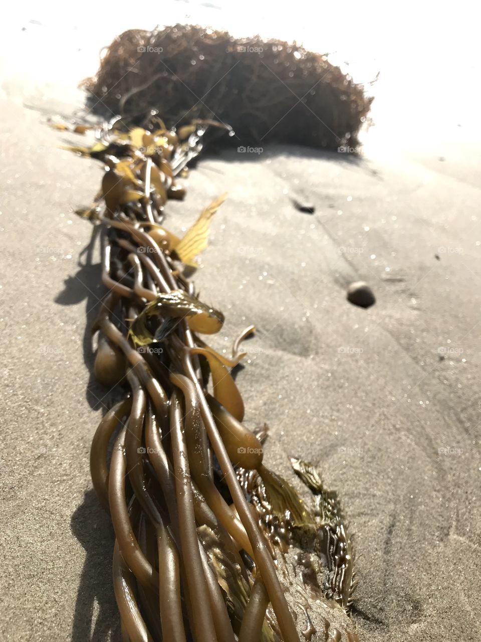 Washed up  kelp on the beaches of California