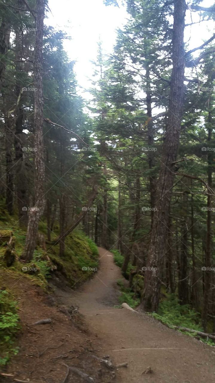 Winner Creek Trail Girdwood, AK