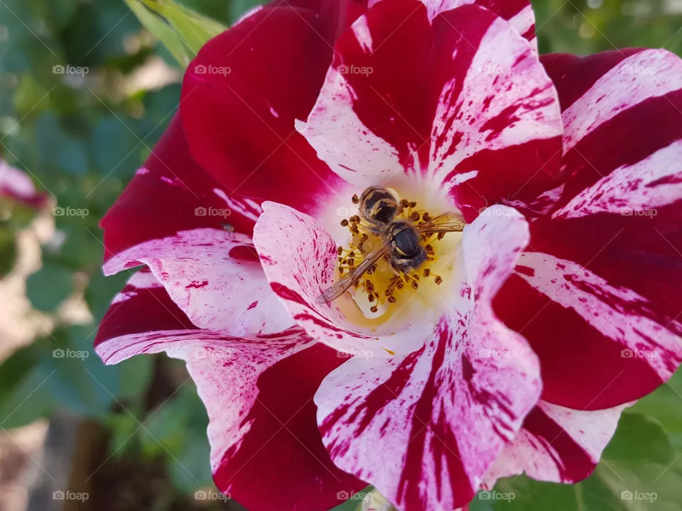 Bumblebee