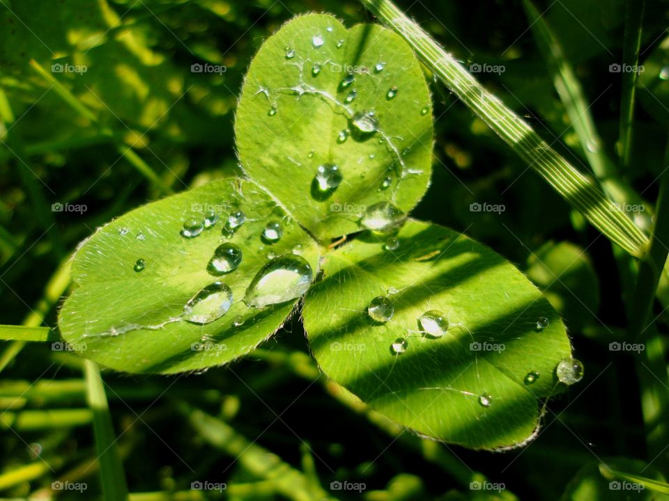 green leaf clover and drops water solar background