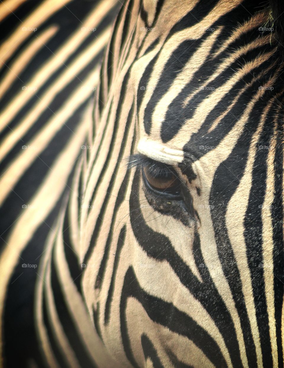 Zebra eye