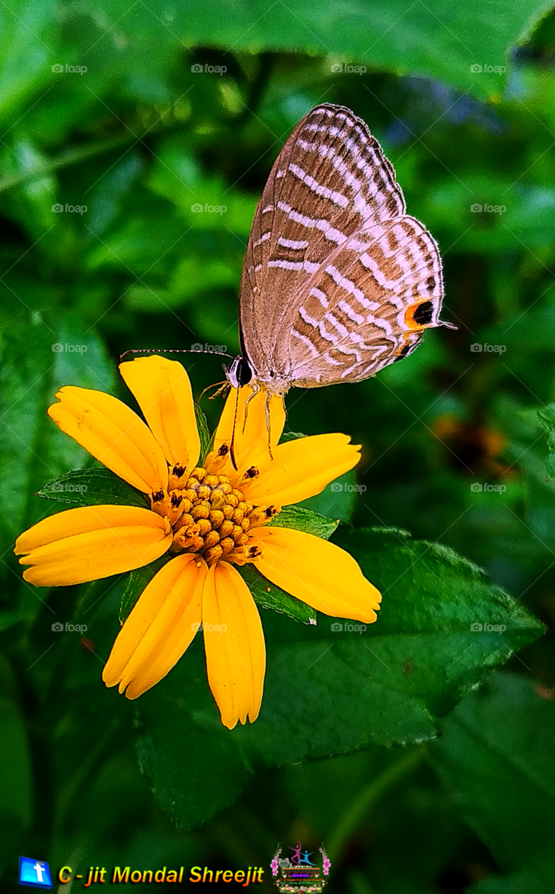 Flowers & Butterfly