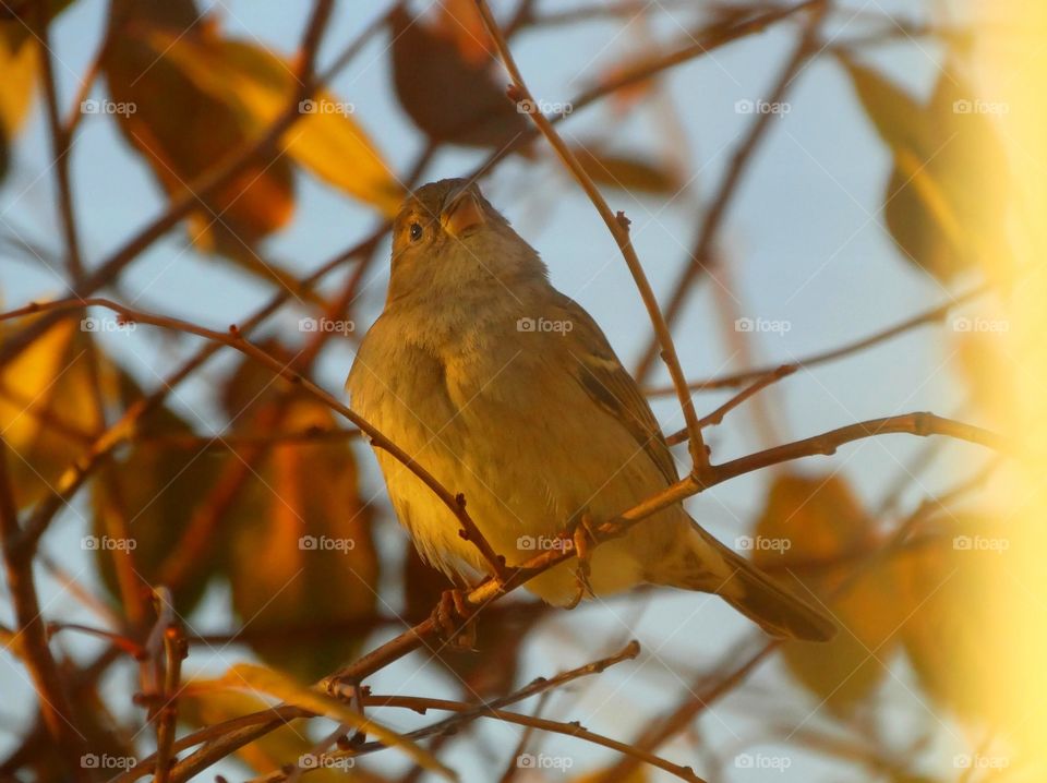 Golden sparrow