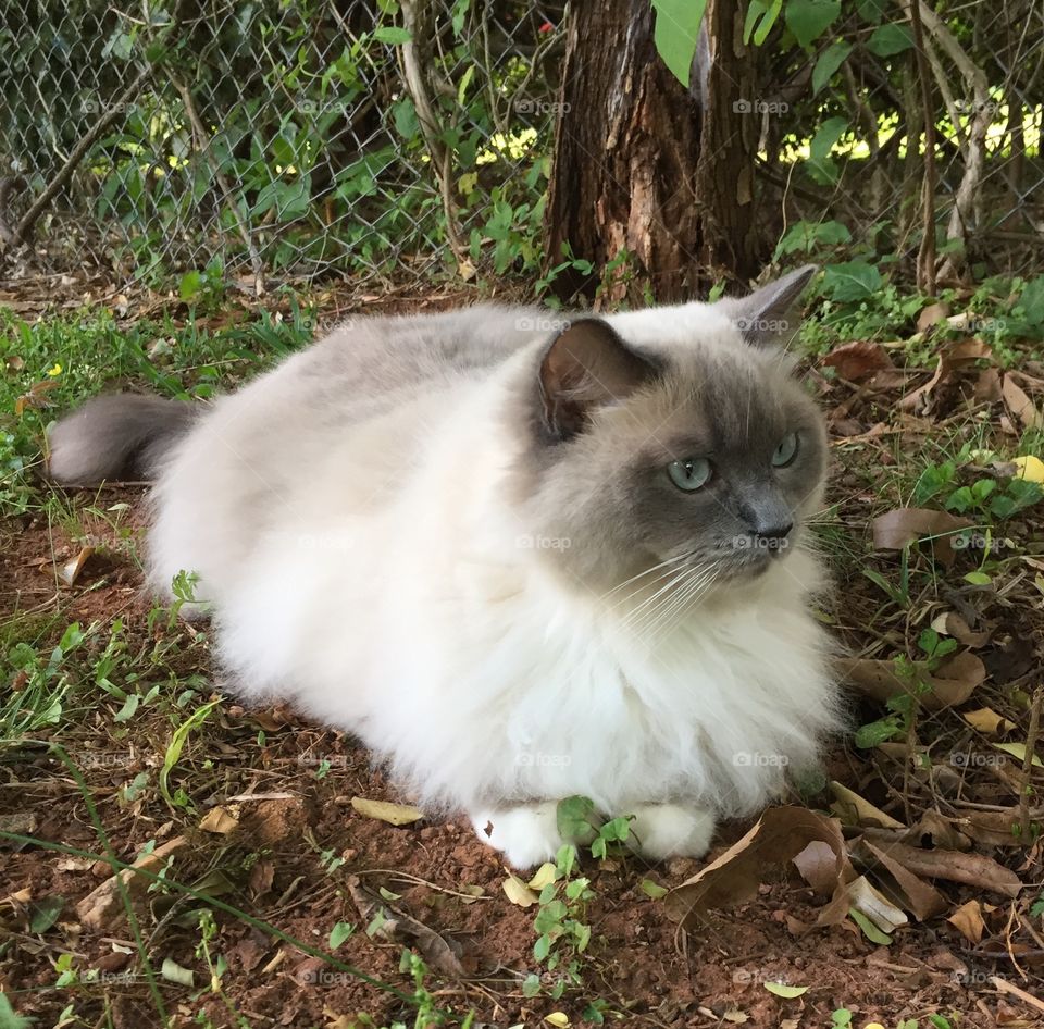 Cat in the grass