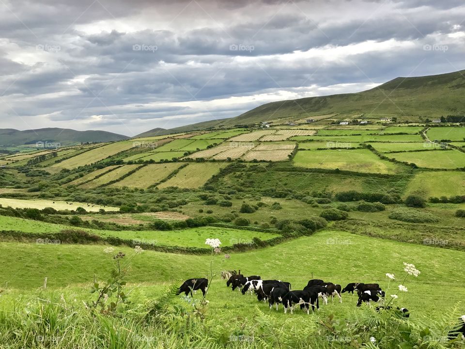 Agriculture, Pasture, Landscape, Cattle, Farm