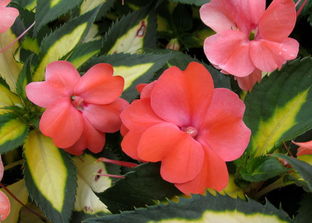 Impatiens Flower