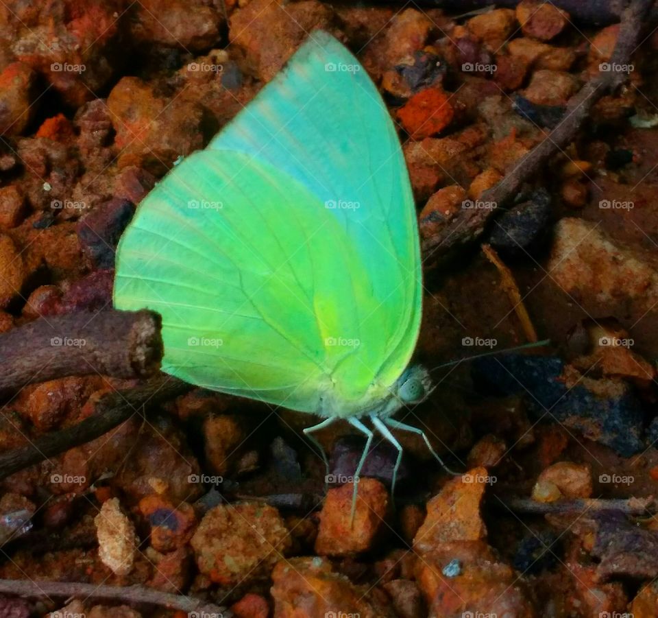Beautiful green butterfly