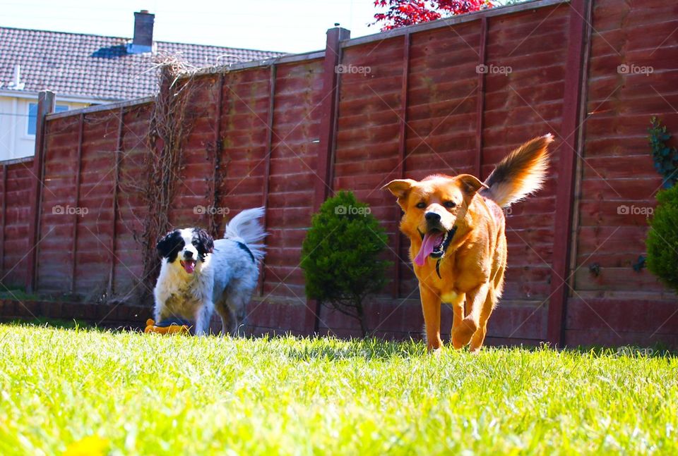 Toffee and biscuit in the garden 