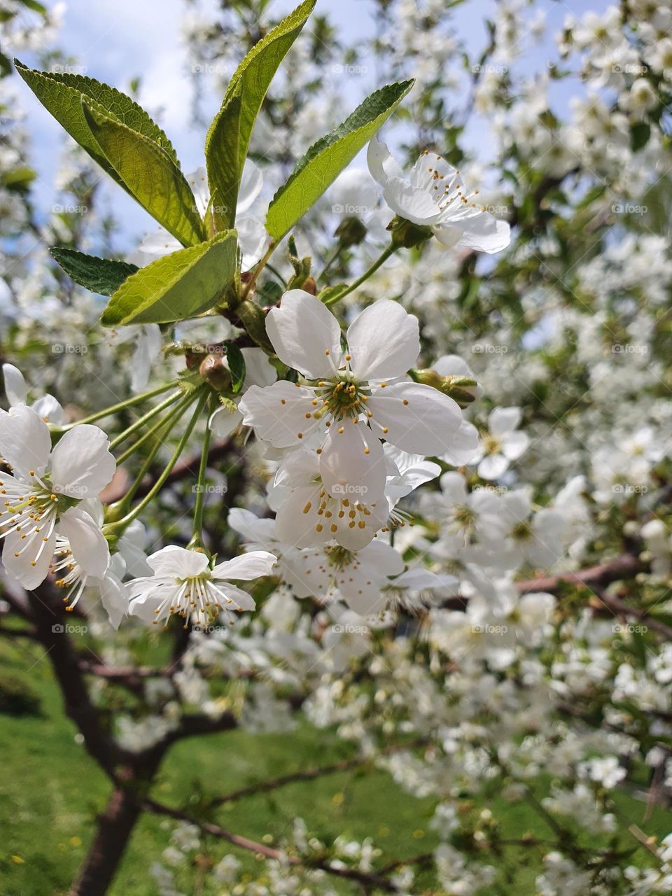 Cherry blossoms in spring