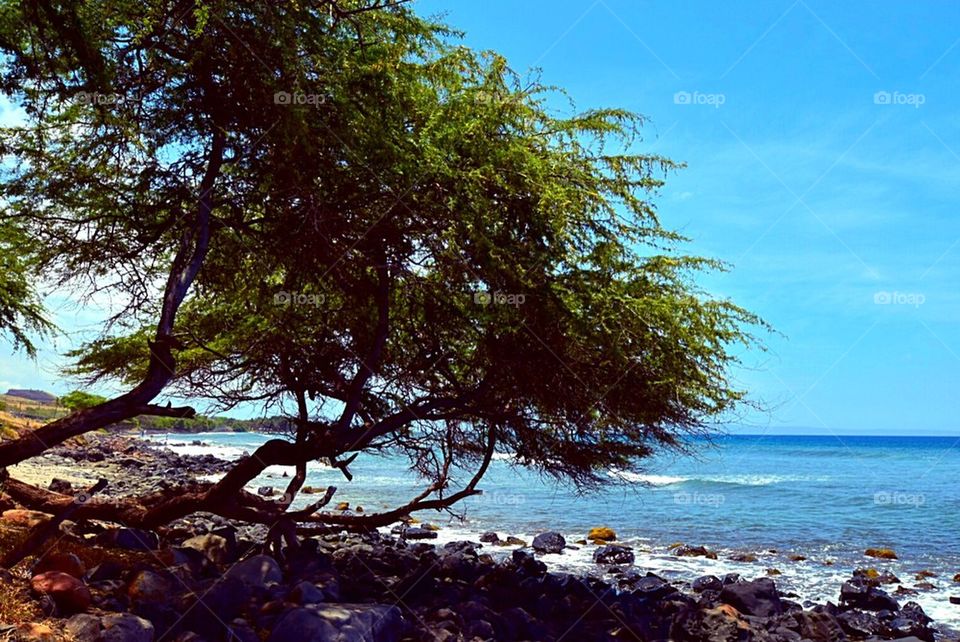 Beach tree