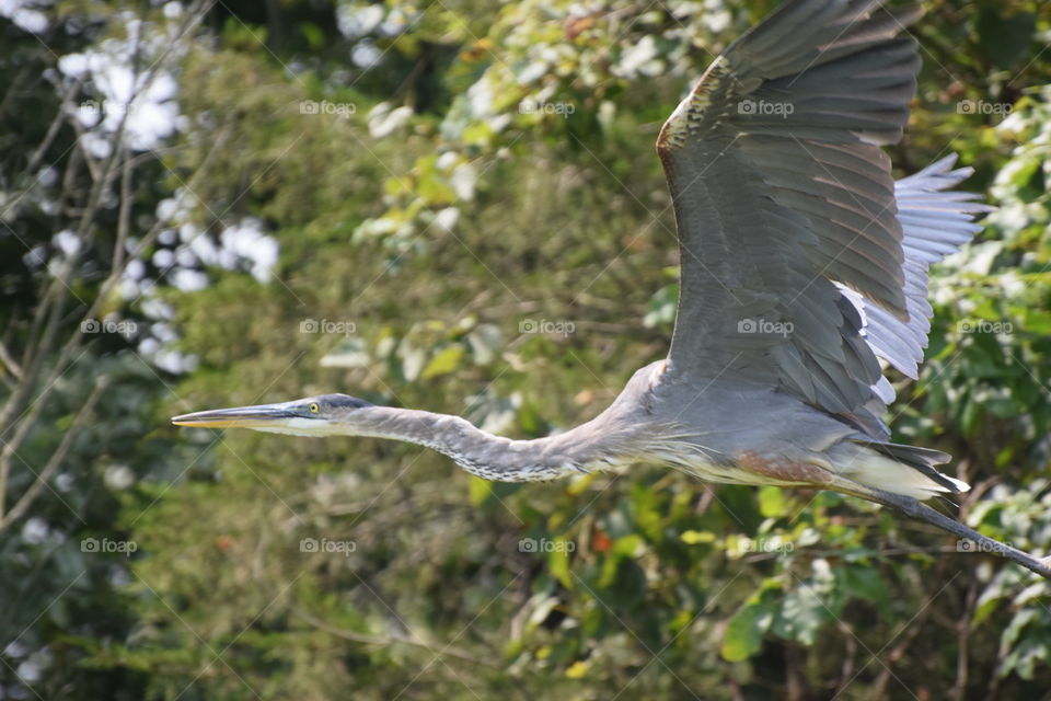 Great blue heron 