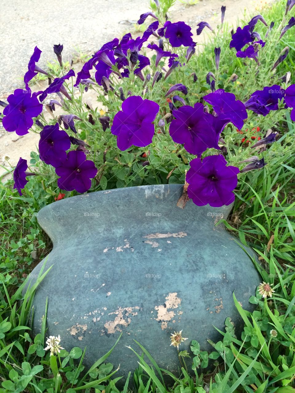 Purple flowers in a pot