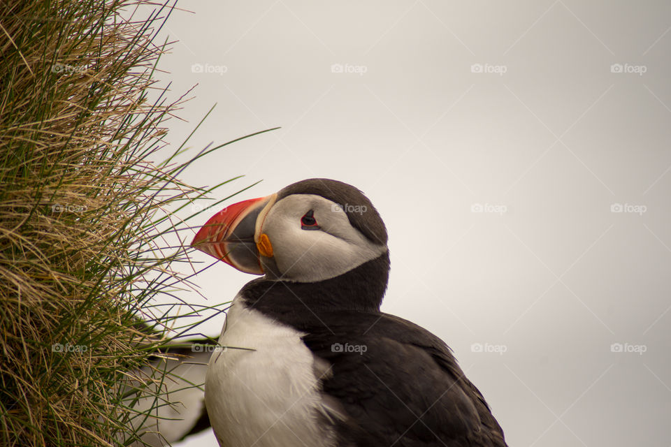 Puffin