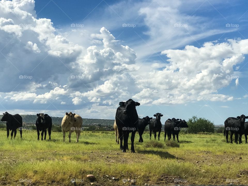 Wildlife - Cattle 