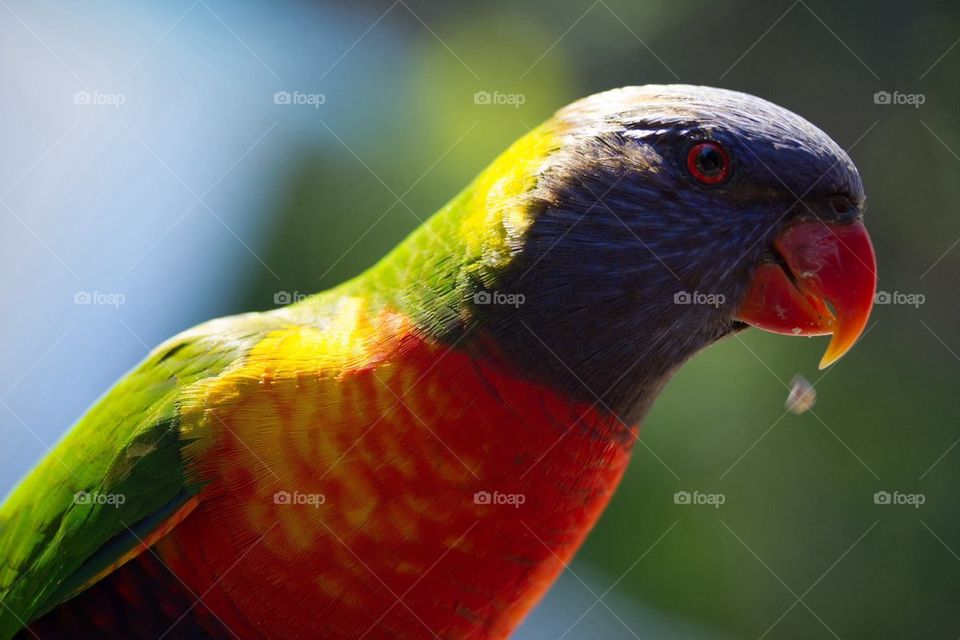 Rainbow Lorakeet 