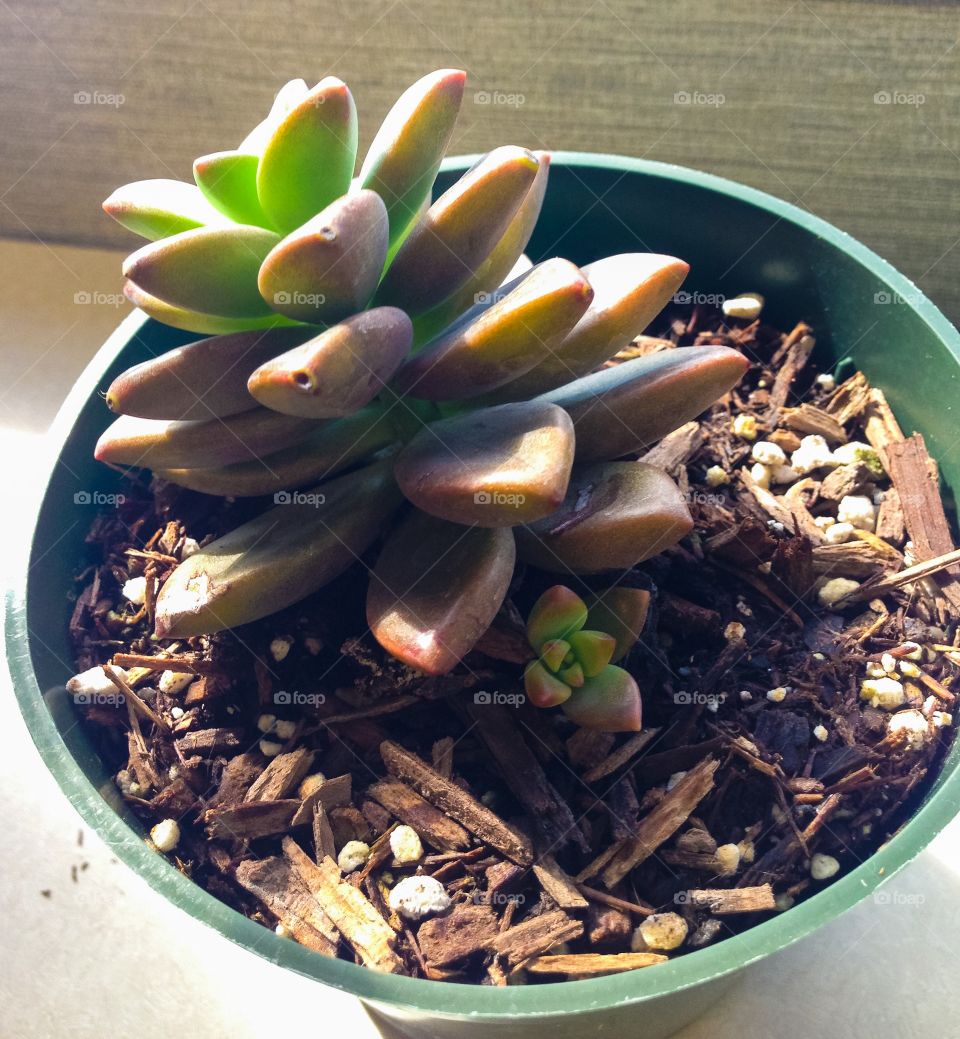 Potted succulent