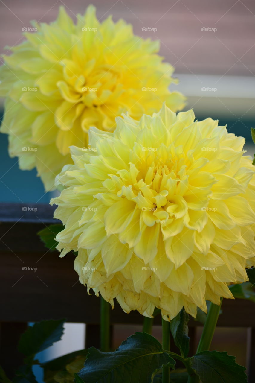 Yellow dahlia 