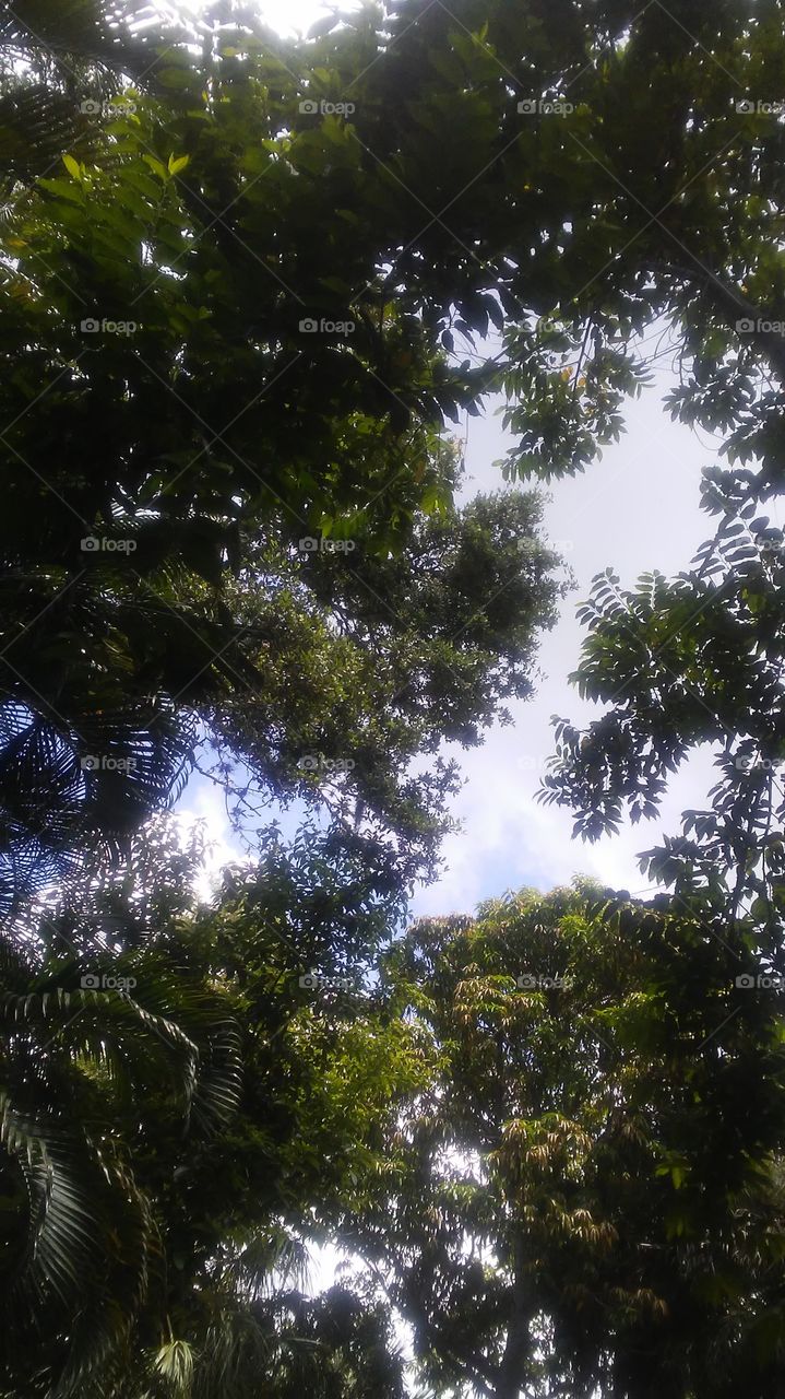 Tree, Nature, Leaf, Rainforest, No Person