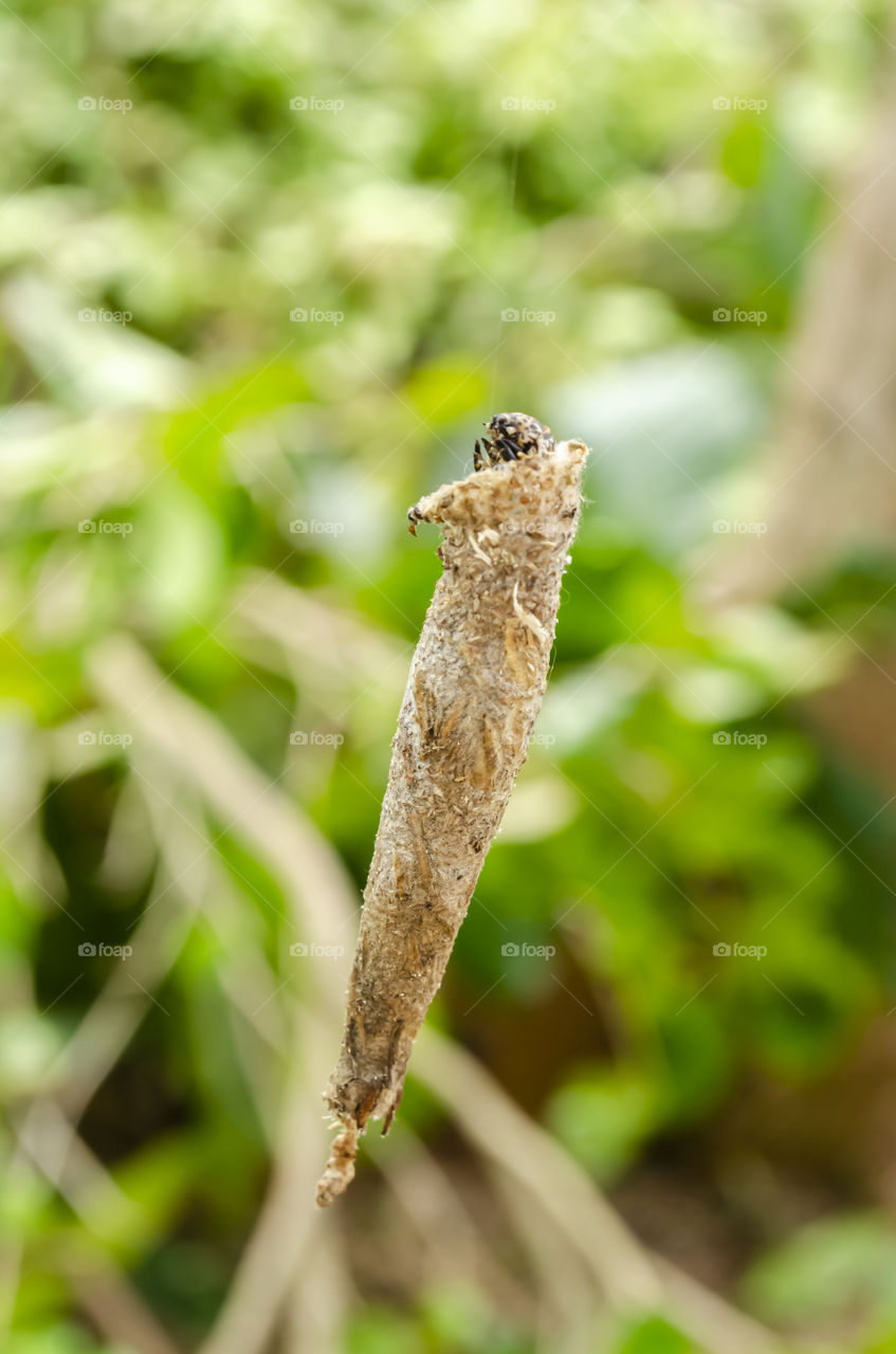 Peeping Bagworm Hanging By Silk Thread