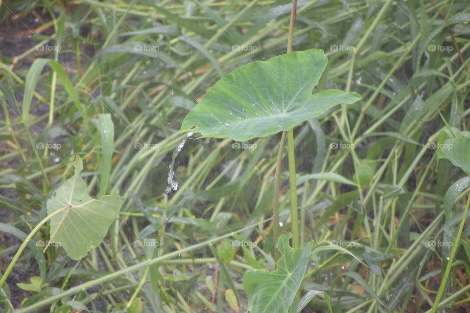 colocasia leaves kicks out rain drops