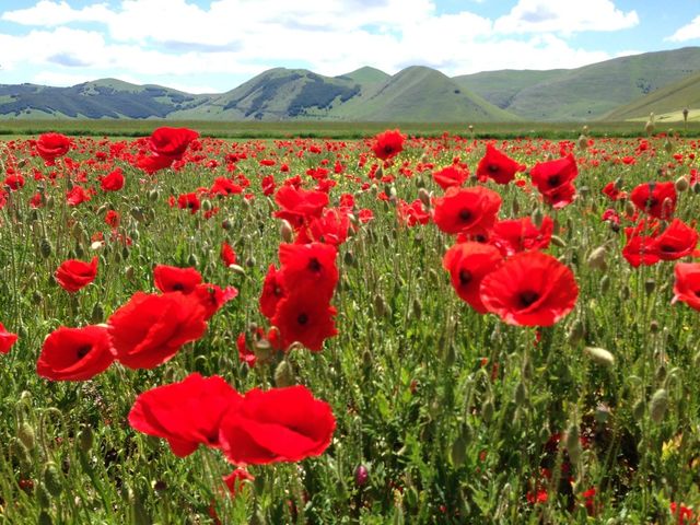 poppy