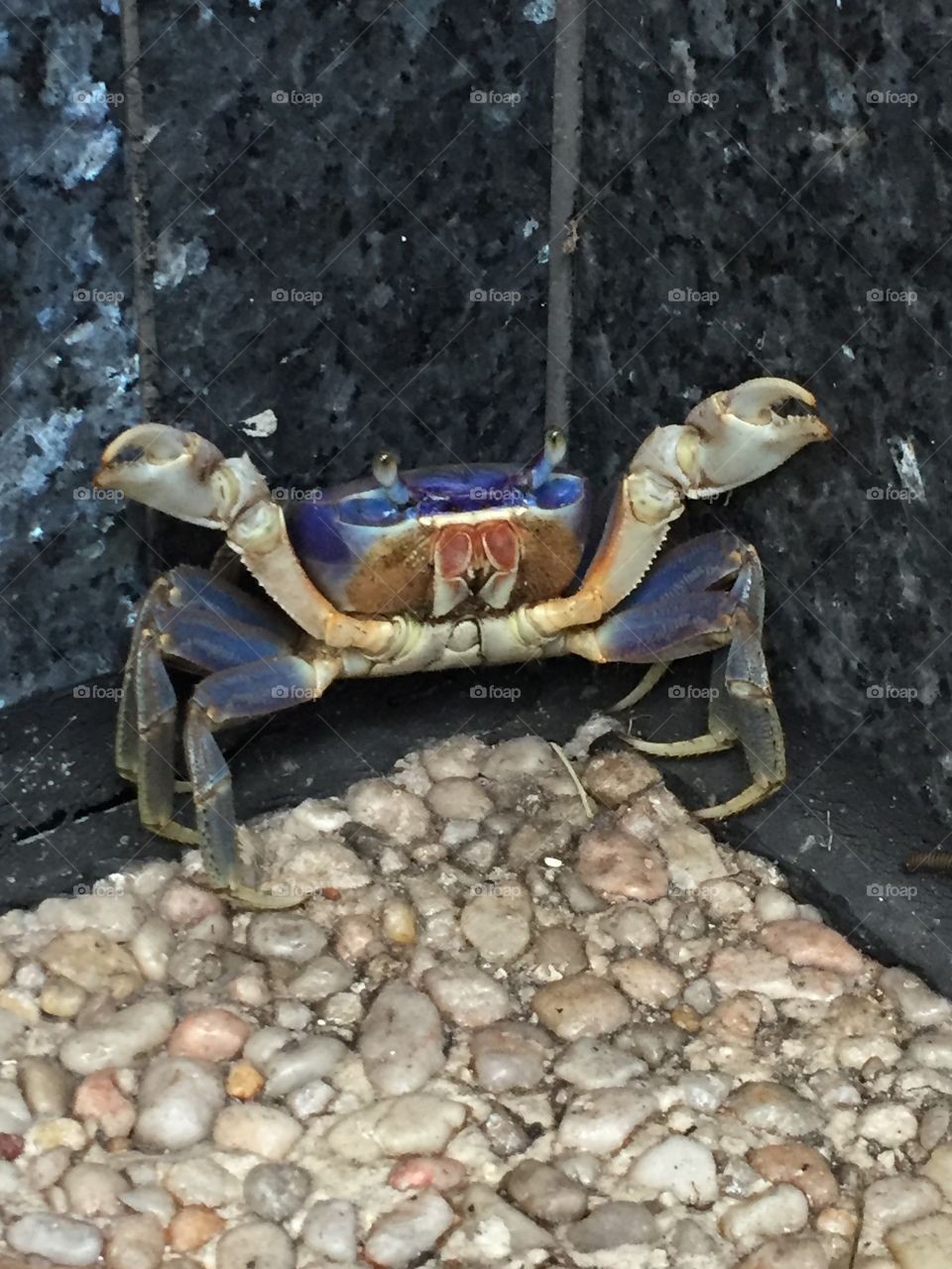 Blue land crab at the cemetery 