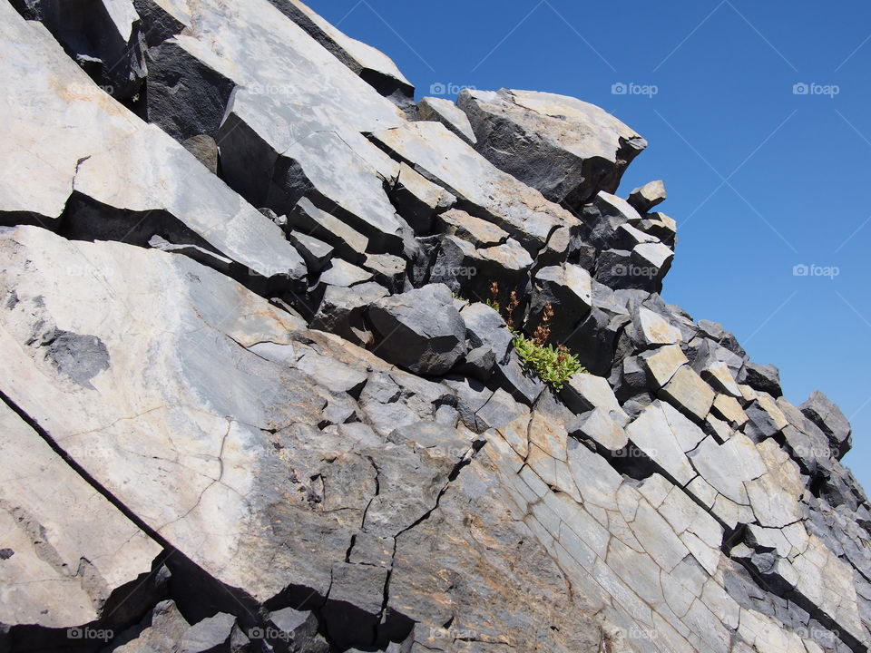 Bush grow on cliff in the cascade mountains of Oregon