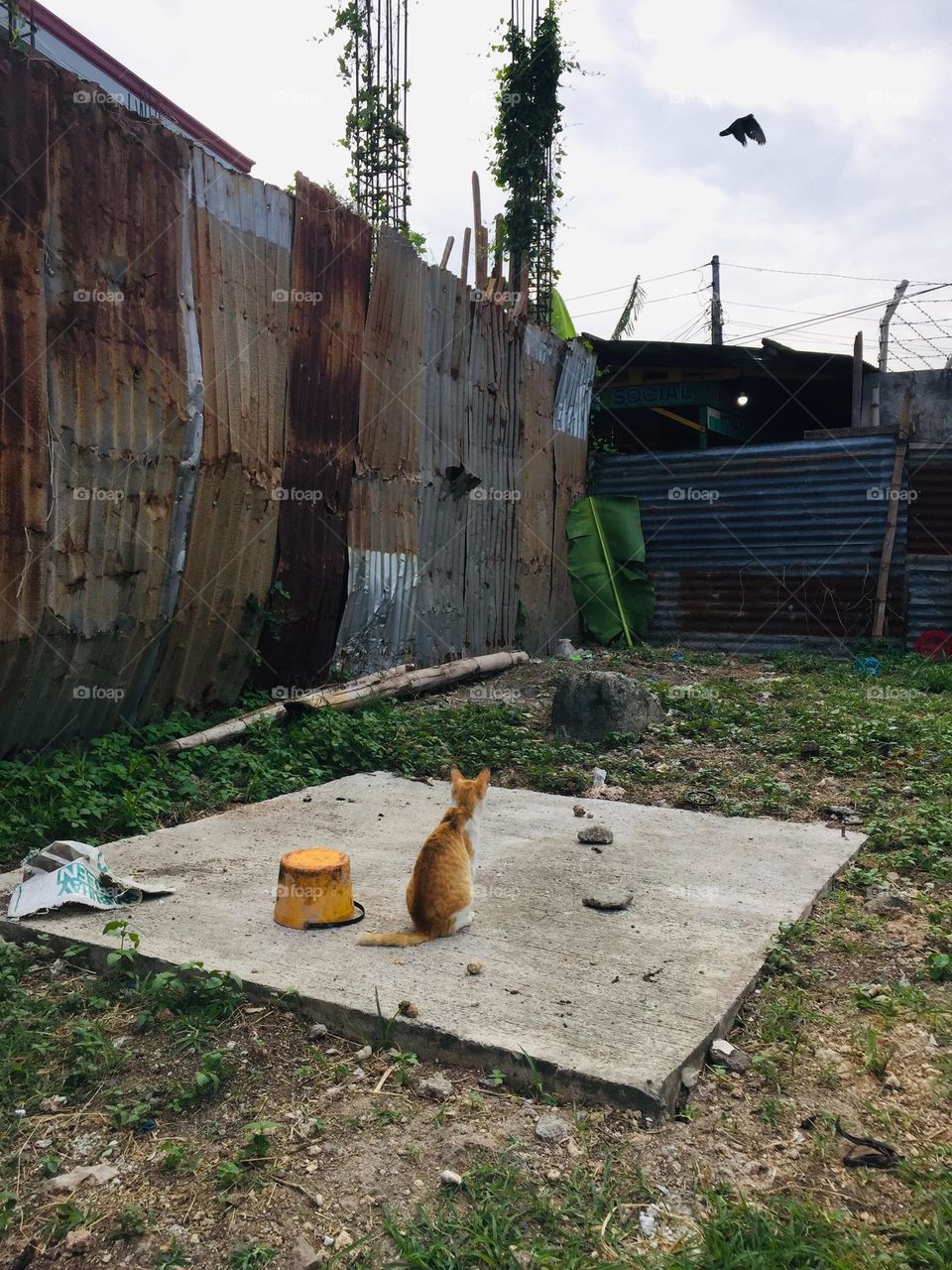 I'm just amazed when I saw a cat planning to catch the bird