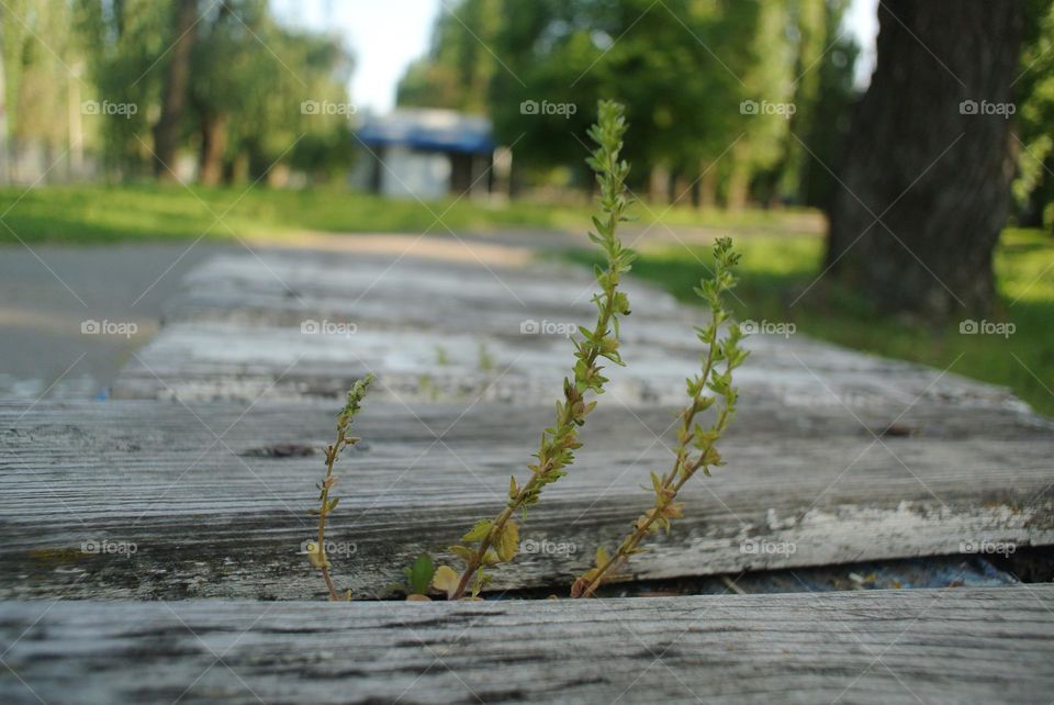 Growing on the bench