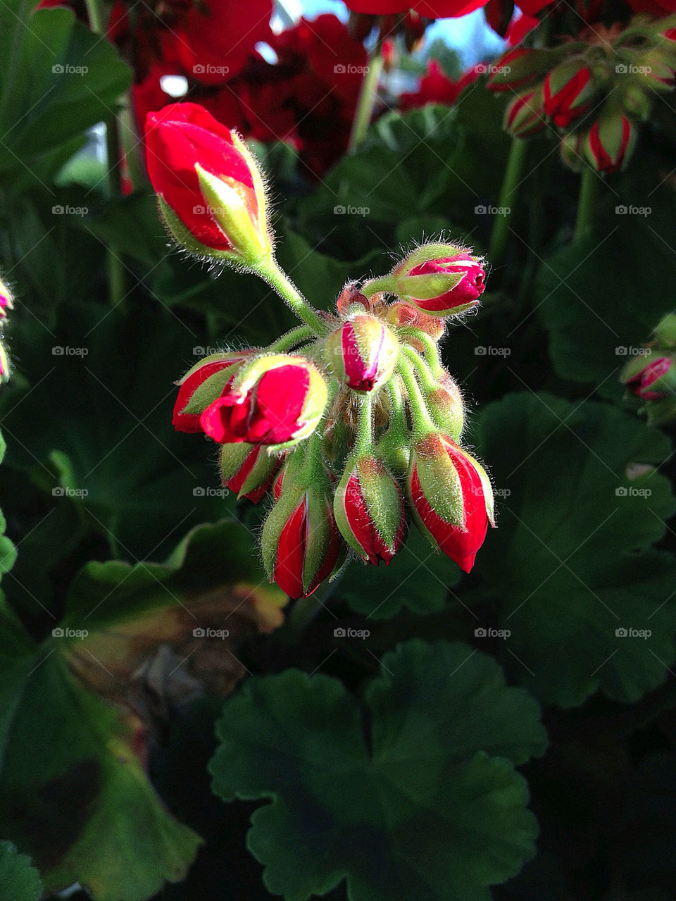 sweden garden trädgård buds by elluca