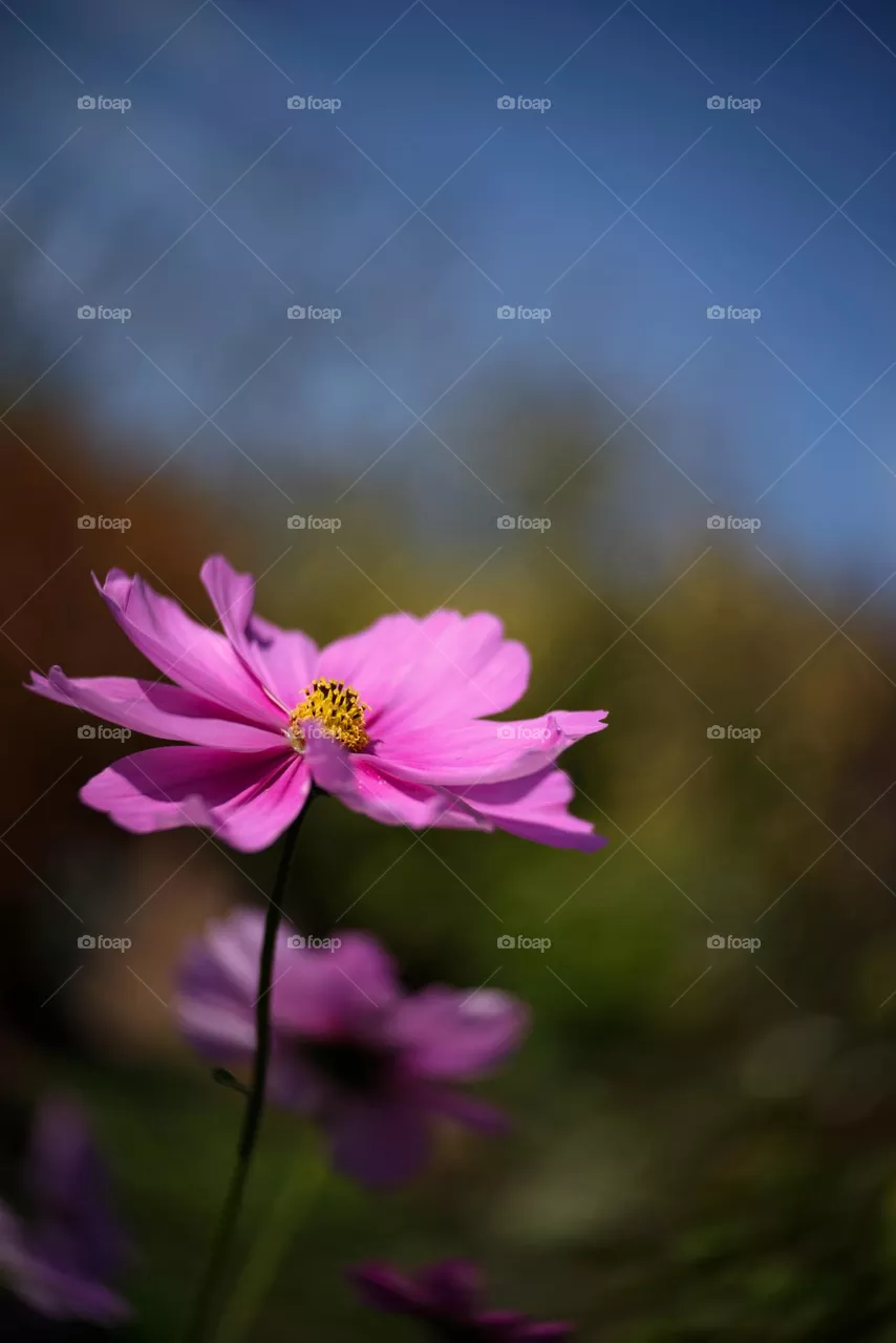 Pink flower, beautiful fresh pink. One flower, meditative. In our garden. Netherlands