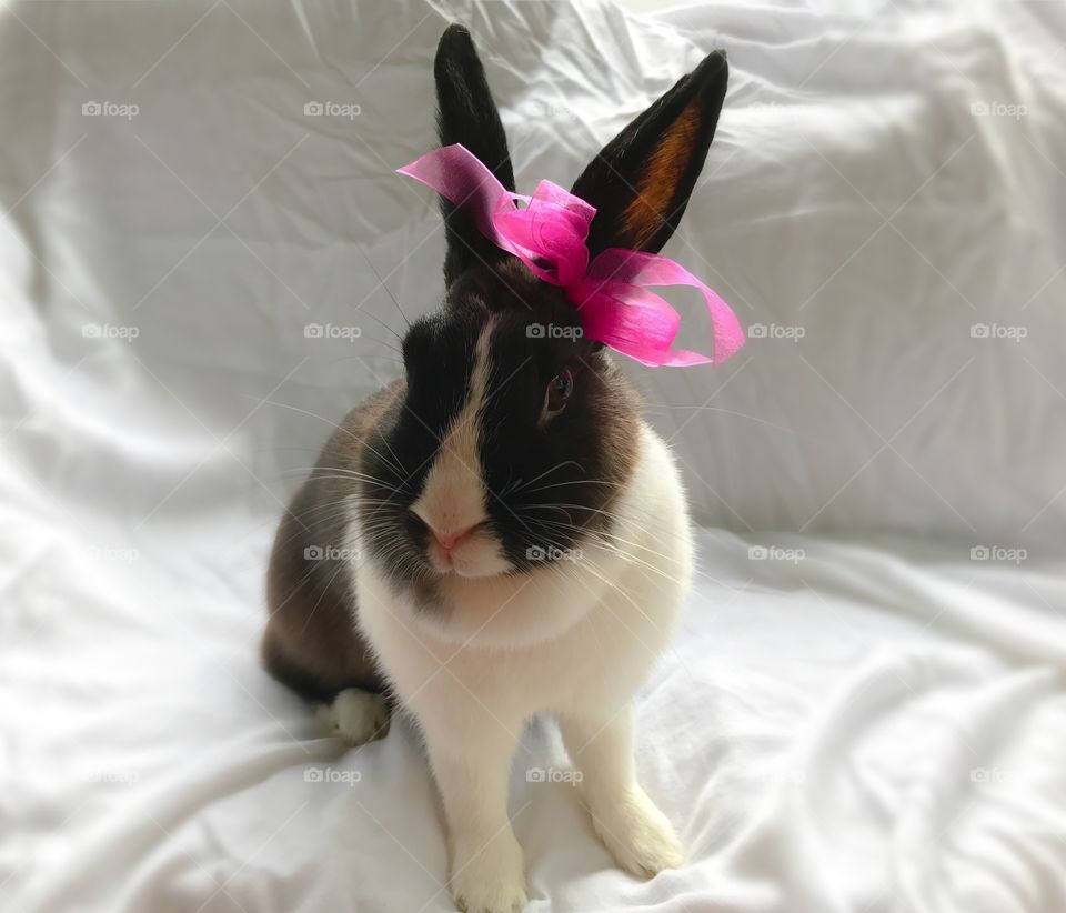 Pink bow on girl bunny