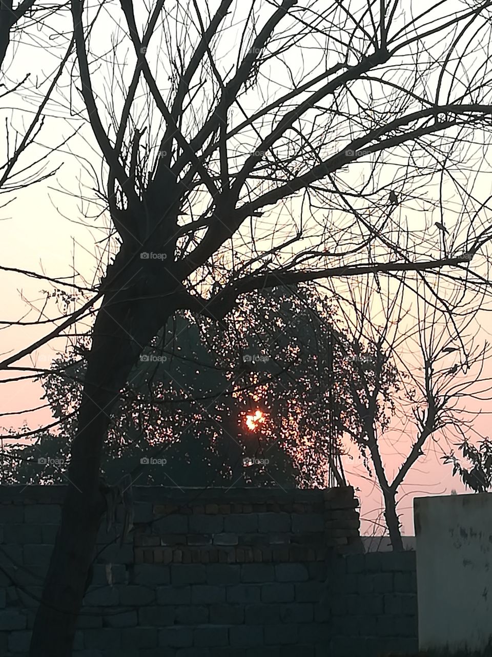 The SunSet.
Its Fine weather. 
The clouds is so clear and blue.
You can see The sunLight  was covered by the tree leaves.
The big tree infront have Lots of birds in its branches.