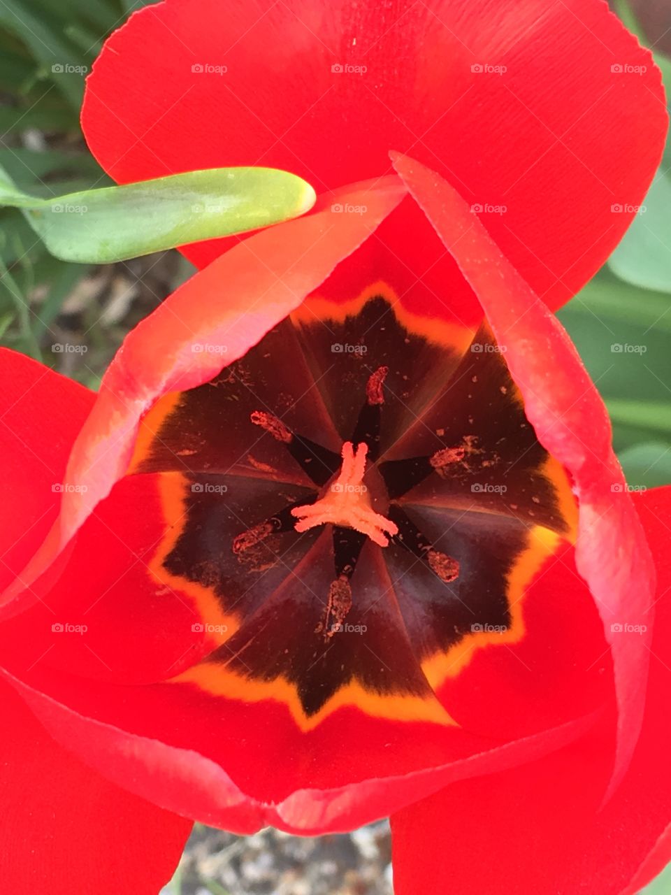 Inside a Red Tulip