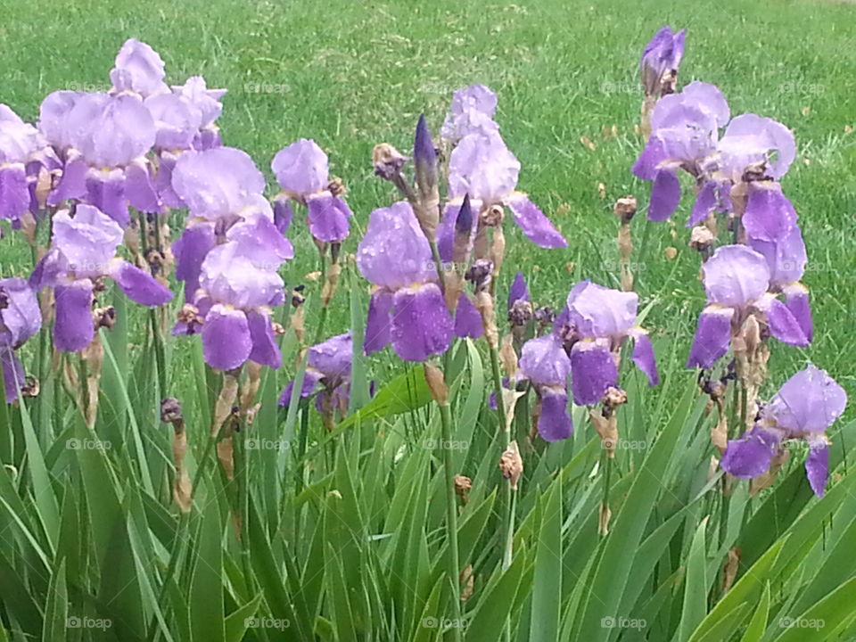 Purple day lilies