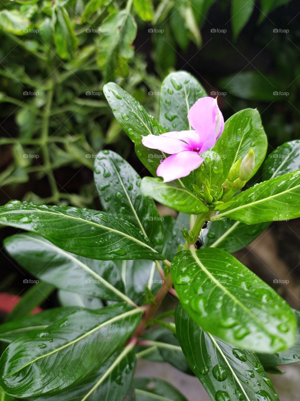 The solitary periwinkle enjoying monsoon showers