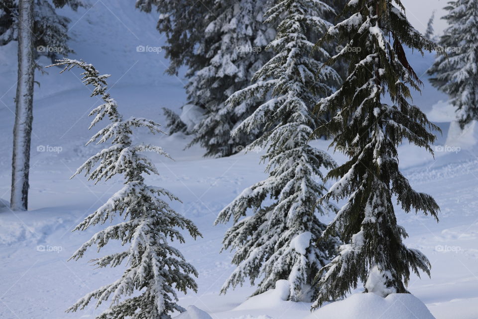 Evergreen trees covered with snow