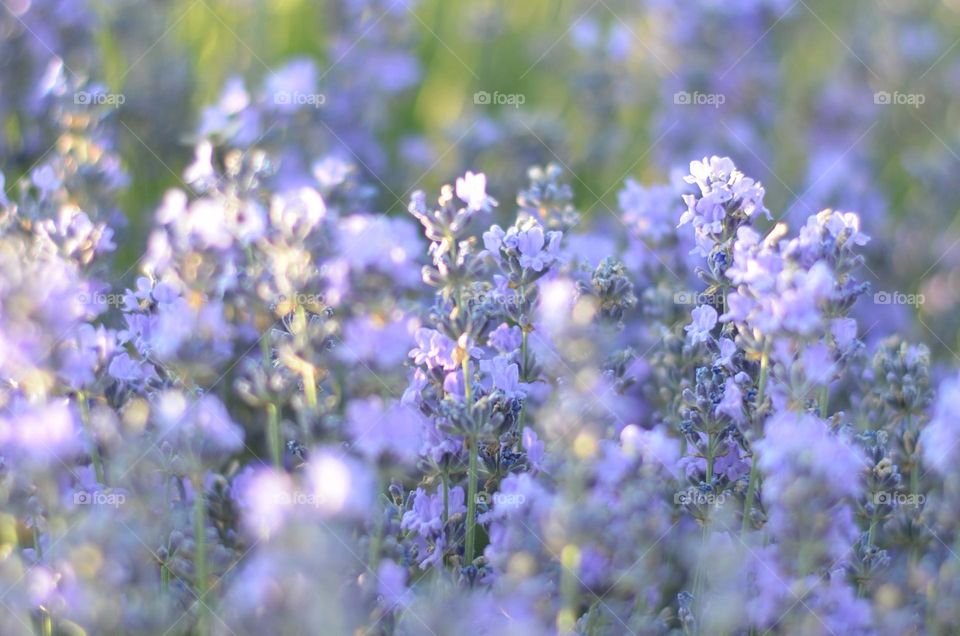 The beauty of Lavender