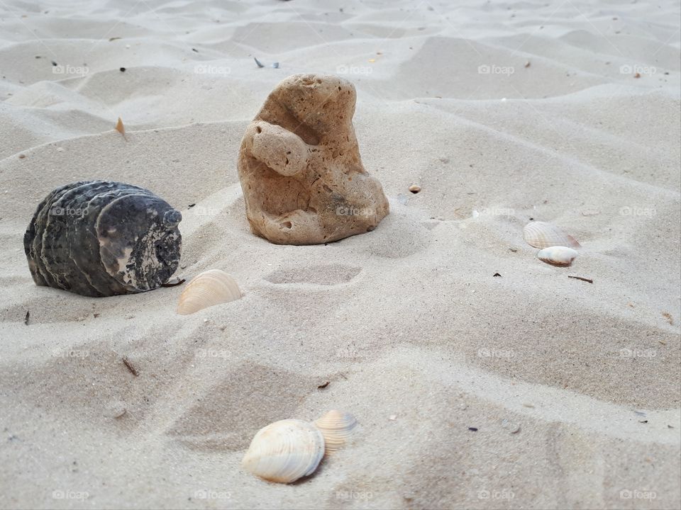 Different shells at the sand