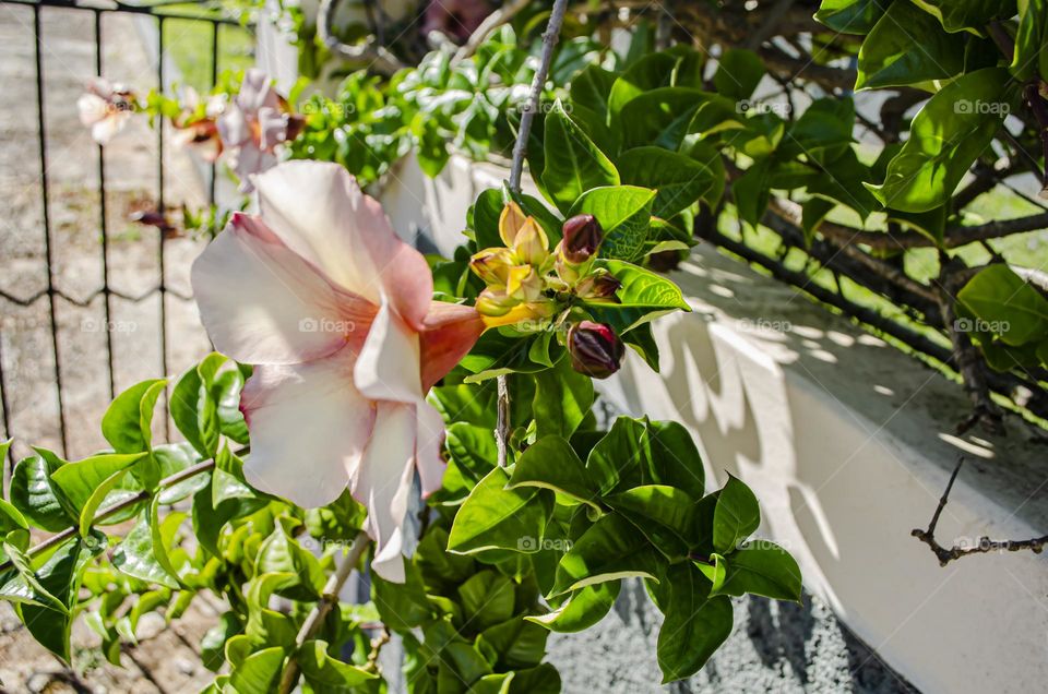 Allamanda Flowers