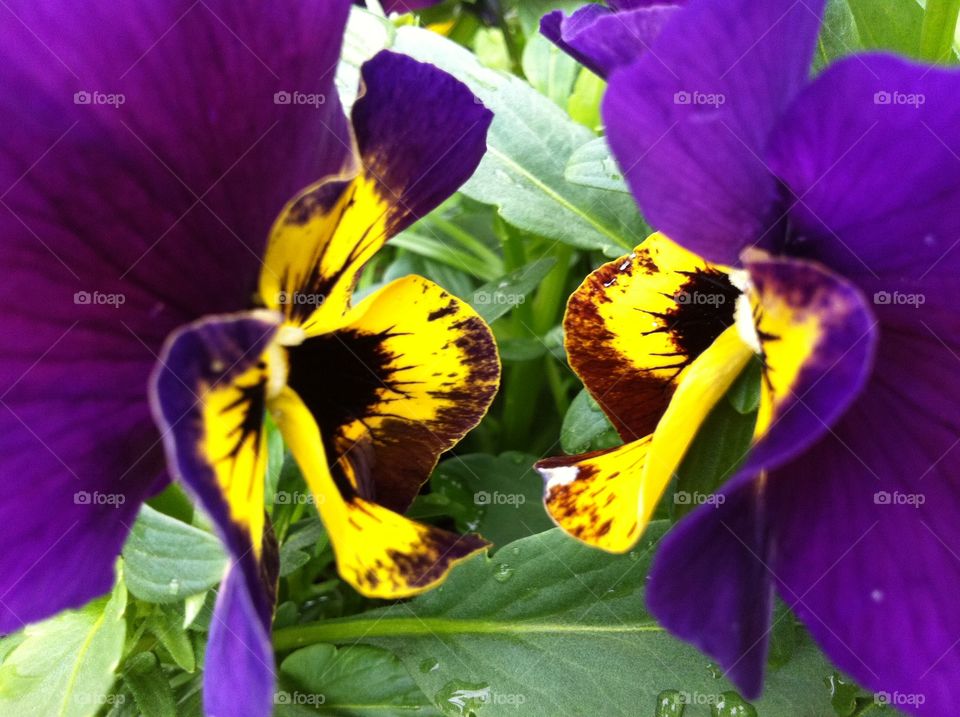 Looking at each other 