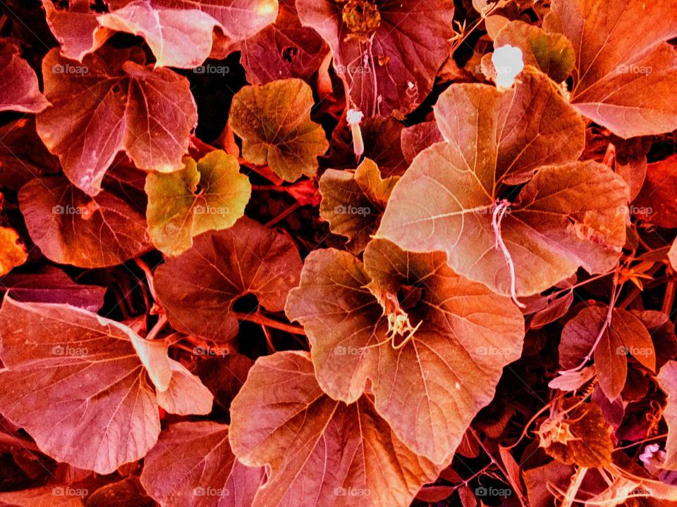 group of red leaves.
one of best pic that i love most.This pic take lot of time .It is little difficult but it's amazing i love this pic, really nice one i hope you also love this pic when you see this special pic. one of my best.
In this pic leaves soo close captured.
